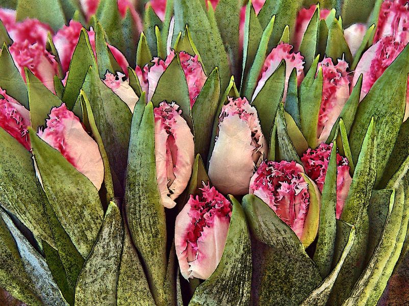 Tulipes par Edgar Schermaul