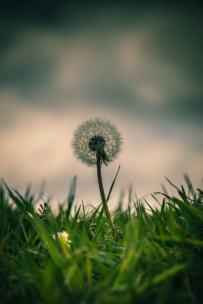 dandelion by Rene scheuneman