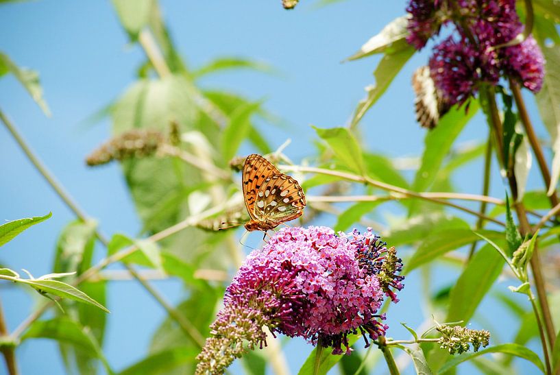 Vlinder by Tess Smethurst-Oostvogel