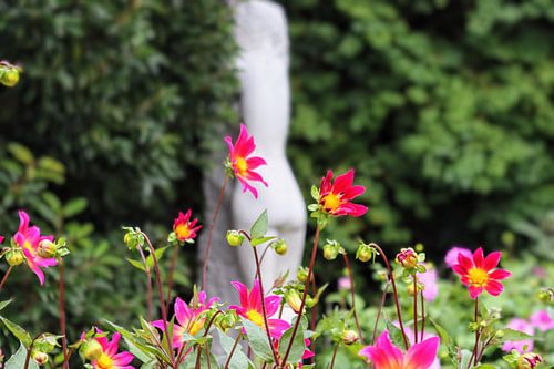 fleurige dahlia s