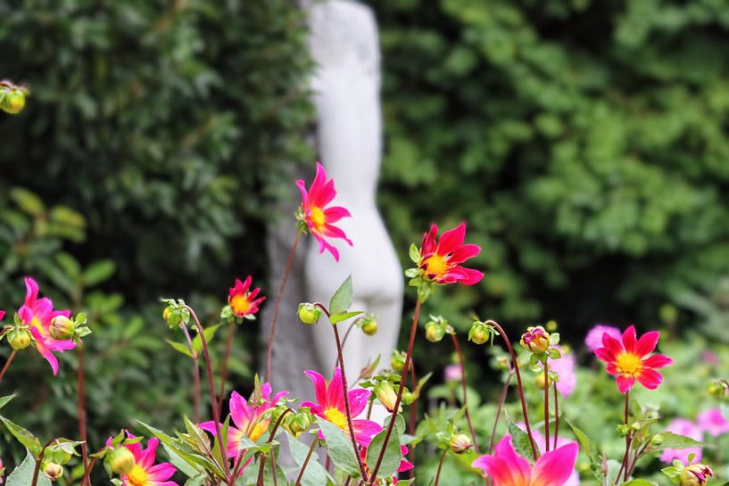 dahlias lumineux par Arie van Vugt