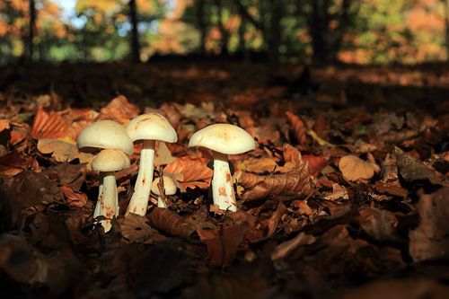 Autumn mushrooms in the forest