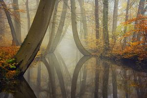 Ein perfekter Herbst von Martin Podt