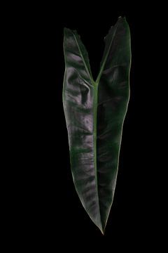philodendron billietiae