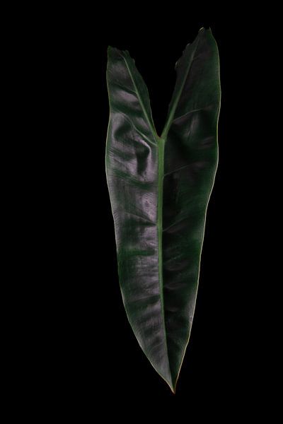 Philodendron billietiae von Anita Visschers