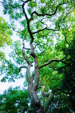 Honigbaum, Sopjora japonica. von Lisanne Albertsma