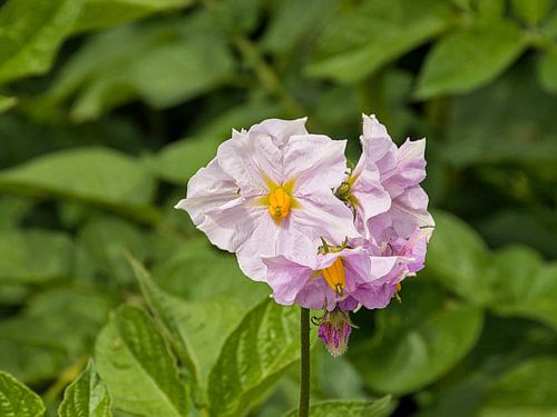 Bloemen van een aardappelplant