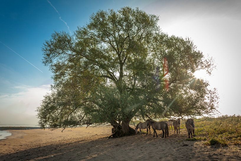 Konik-paarden onder wilgenboom van Fokko Erhart