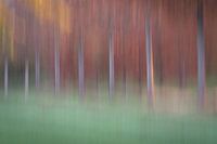 Orchard abstract 6