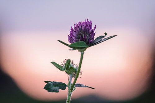 Rotklee in voller Blüte