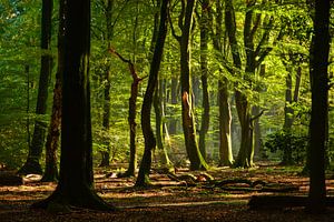 in the woods