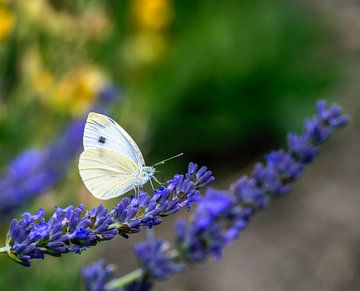 Macro of a cabbage white butterfly on a lavender flower by ManfredFotos