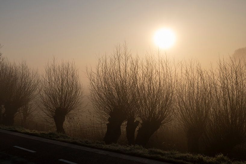 Knotwilgen in de mist bij zonsopgang in de West Betuwe van Michelle Peeters