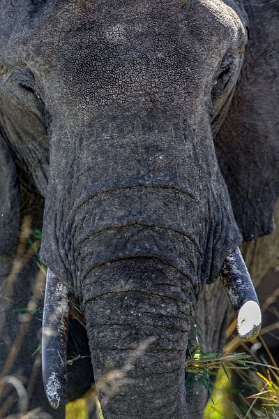 Afrikanischer Elefant von Peter Michel