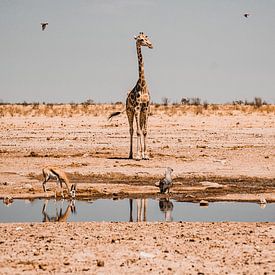 Wilde Giraffe von Milou - Fotografie