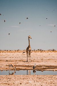 Wilde giraf van Milou - Fotografie