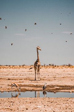 Wilde Giraffe von Milou - Fotografie