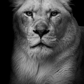 De blik van een leeuwin van Tim Goossens