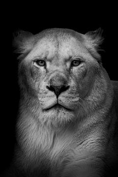 De blik van een leeuwin