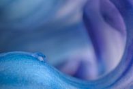 Blickfang: Die gewellten Formen einer Blüte von Marjolijn van den Berg Miniaturansicht