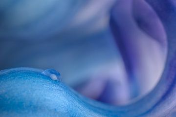 Blickfang: Die gewellten Formen einer Blüte von Marjolijn van den Berg