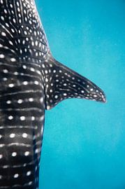 Whale shark (III) van Ann Cools