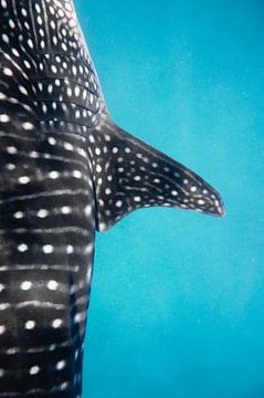 Whale shark (III) van Ann Cools