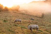 Sonnenaufgang in Ronse