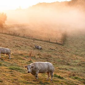 zonsopkomst in Ronse van Nicola Mathu