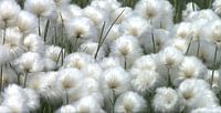 Cotton plant by GᎥรєlค Art Ŧ๏г Y๏ย thumbnail