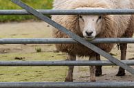 Curious sheep looks through the fence by Mirjam Welleweerd thumbnail