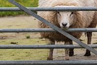 Nieuwsgierig schaap kijkt door het hek