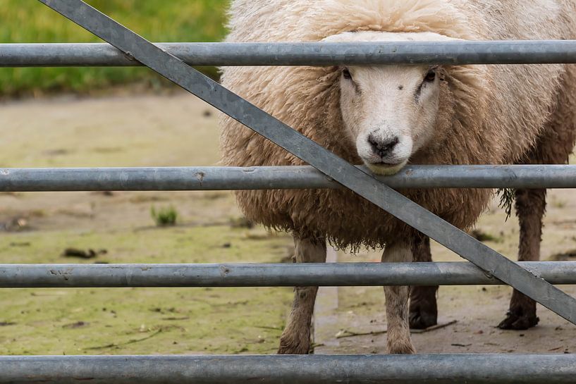 Curious sheep looks through the fence by Mirjam Welleweerd
