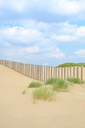 Zomer in de duinen bij het Noordzee strand