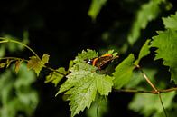 Je reste ou je pars ? Papillon Atalanta par Ricardo Bouman Photographie Aperçu