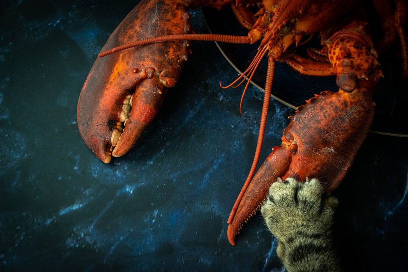 Houdini le homard par Caroline de Bruijn