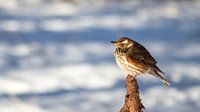 Redwing in the snow by Bas Ronteltap thumbnail