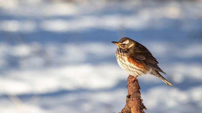 Redwing in the snow by Bas Ronteltap