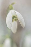 Snowdrop