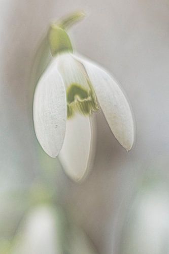 Sneeuwklokje