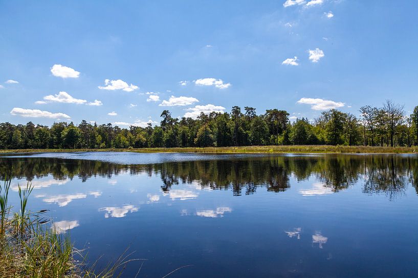 Reflections at Mastbos, Brabant by Nel Diepstraten