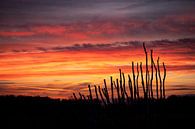Sunrise in De Peel by Frankhuizen Photography thumbnail