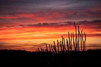 Sunrise in De Peel