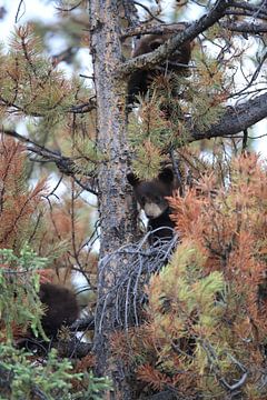 Zwarte berenwelp in Banff National Park, Alberta, Canada van Frank Fichtmüller