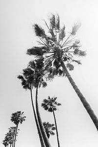 Palmen im Sommer von Melanie Viola