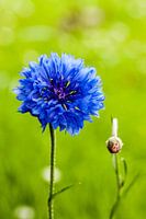 Blauwe Korenbloem