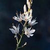 White Wildflower Against a Dark Background by Enfocado Fotografia