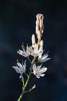 Fleur sauvage blanche sur fond sombre