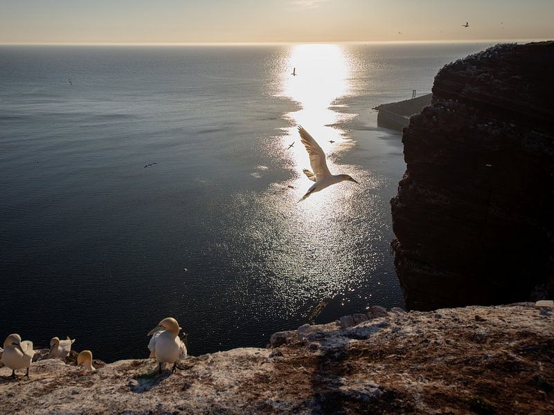 Gannets with setting sun by Johannes Jongsma