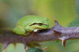 Europese Boomkikker (Hyla arborea) van Frank Heinen
